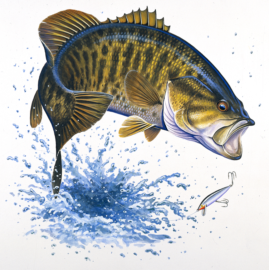 ABH – 4Fish, Smallmouth Bass 07348 © Art Brands Holdings, LLC