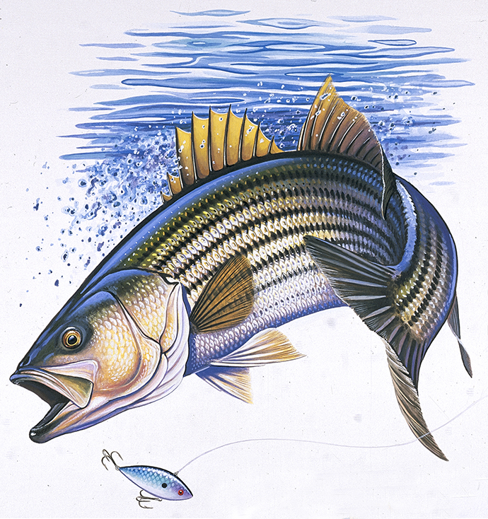 ABH – 4Fish, Striped Bass 06526 © Art Brands Holdings, LLC
