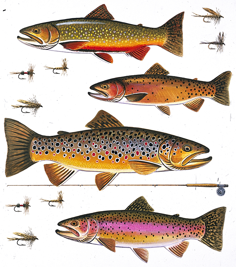 ABH – 4Fish, Trout 06523 © Art Brands Holdings, LLC