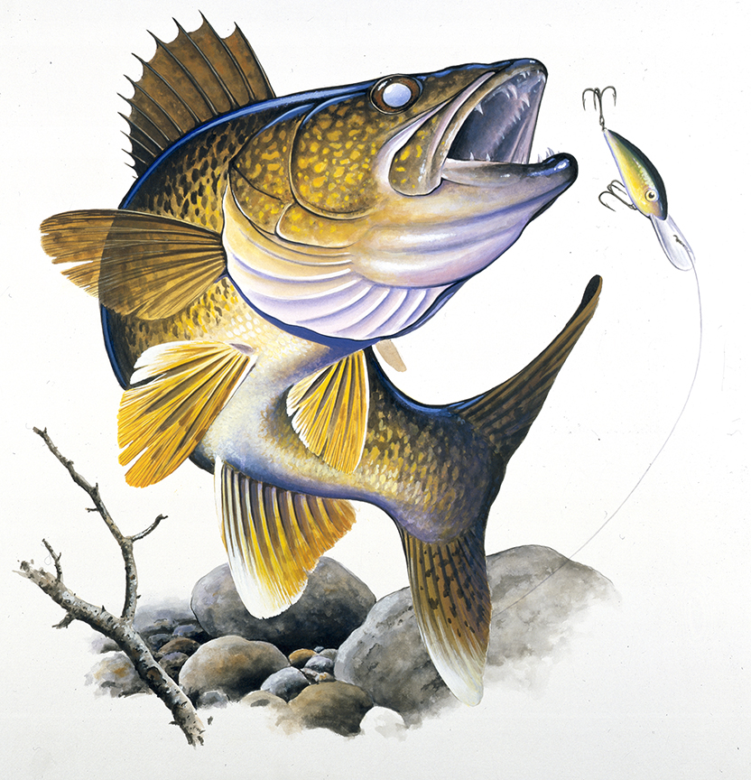 ABH – 4Fish, Walleye 07347 © Art Brands Holdings, LLC