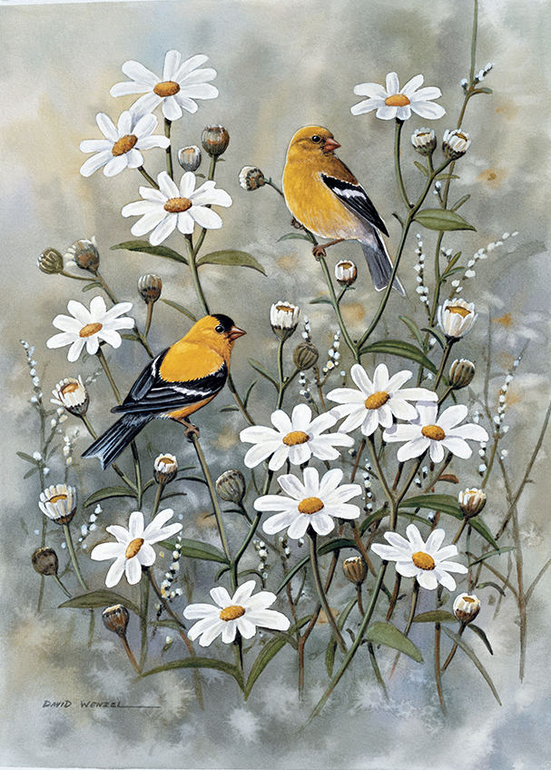 ABH – 6Songbirds, American Goldfinch 01287 © Art Brands Holdings, LLC