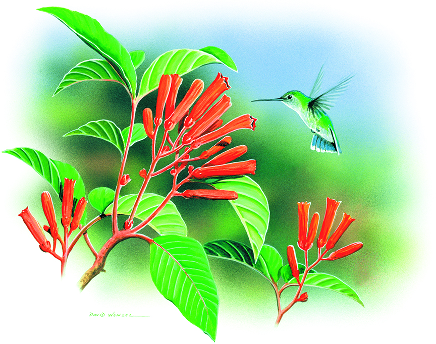 ABH – 6Songbirds, Hummingbird 05678 © Art Brands Holdings, LLC