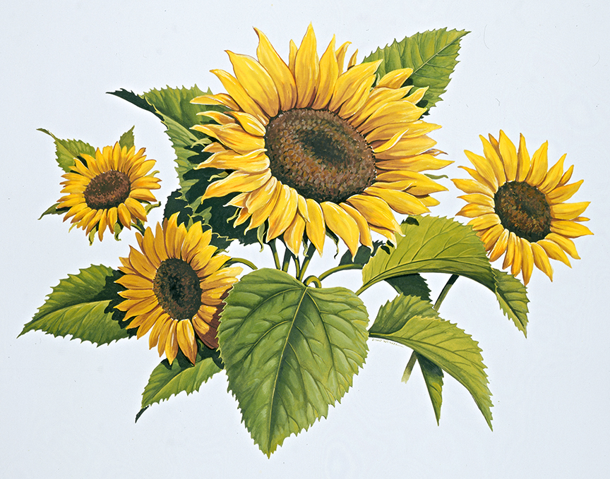 ABH – 6Sunflower 06951 © Art Brands Holdings, LLC