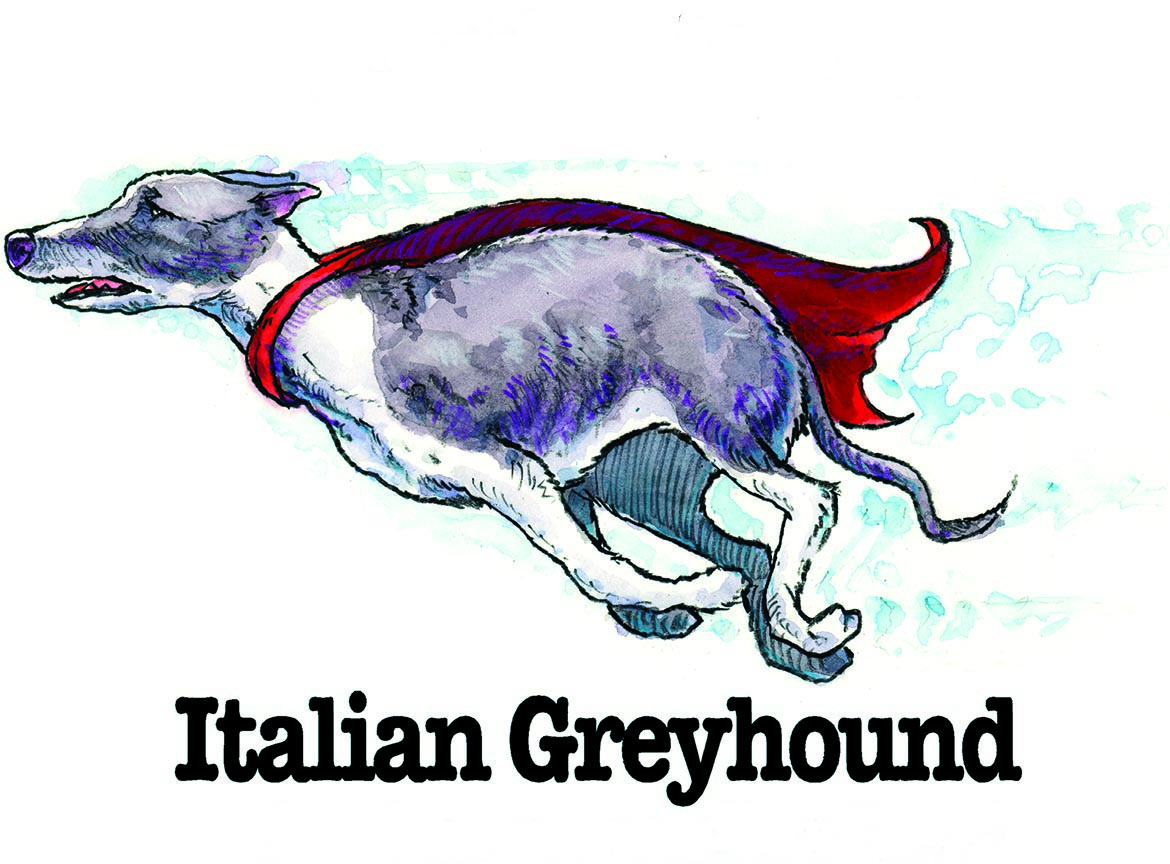 ABH – 3Funny Friends Italian Greyhound 09119 © Art Brands Holdings, LLC.