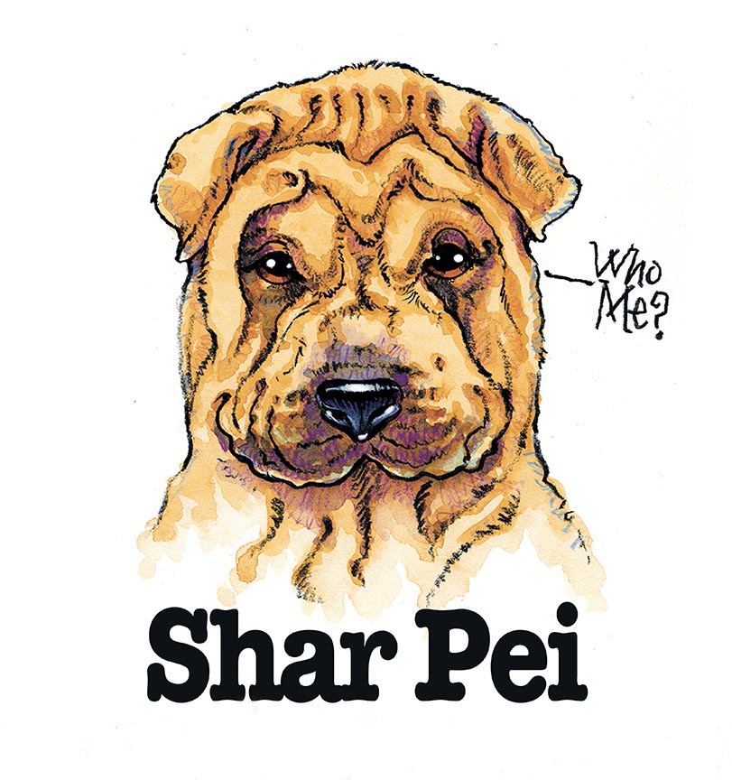 ABH – 3Funny Friends Shar Pei 06449 © Art Brands Holdings, LLC.