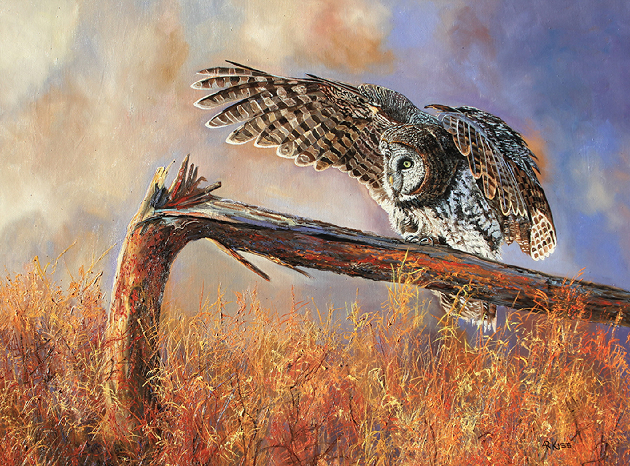 AK – Great Grey Owl 24033 © Andrew Kiss