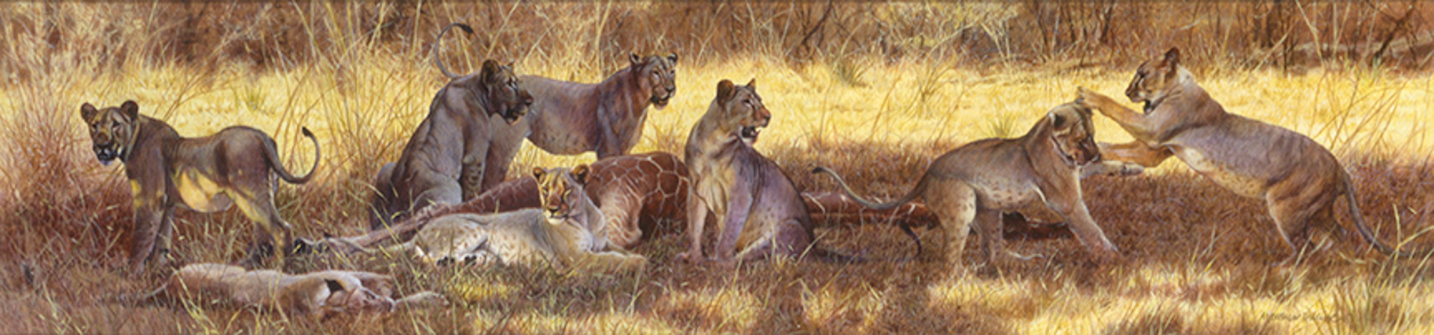 MH – Lions Killed Giraffe © Matthew Hillier