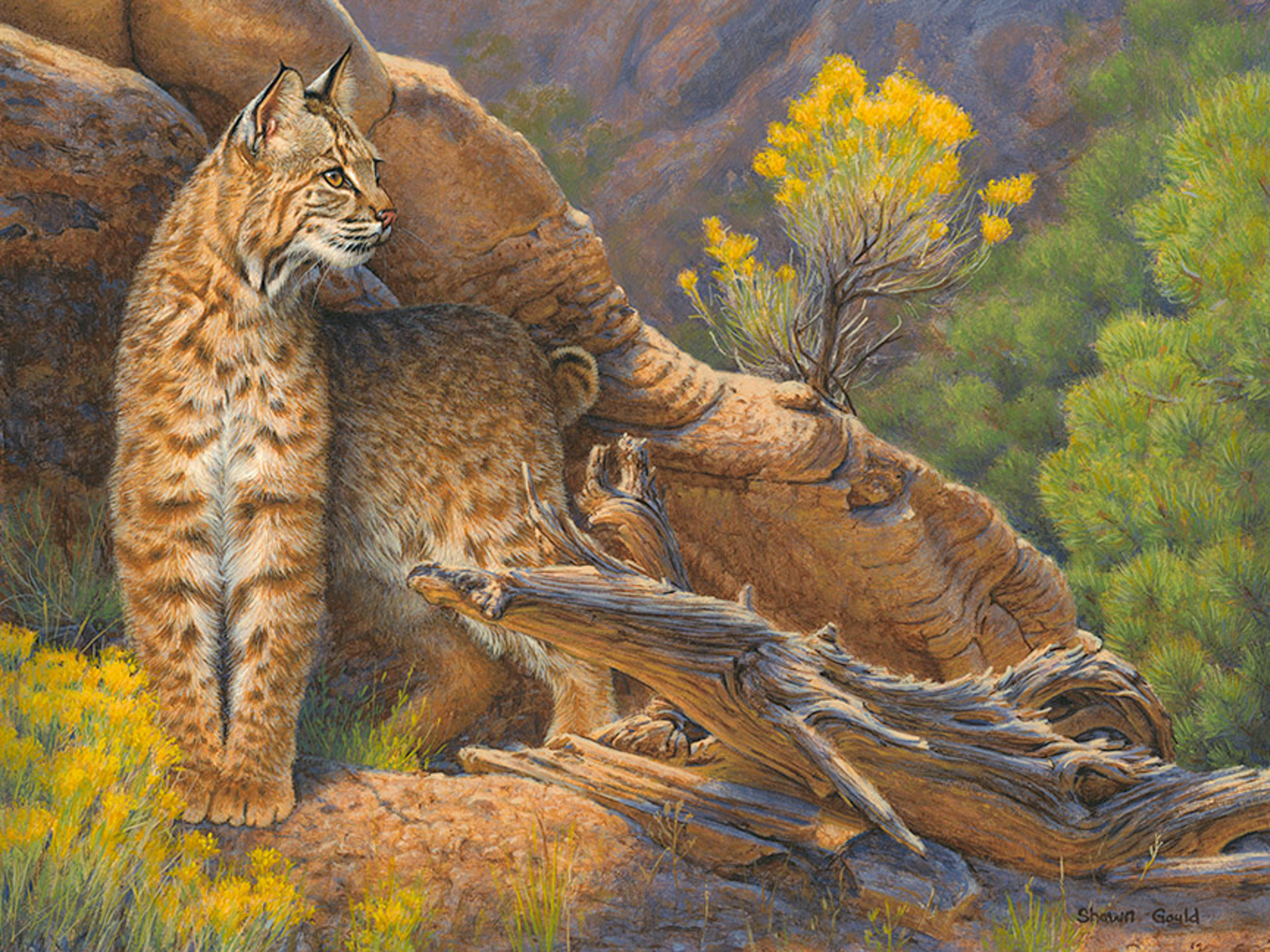SG – Dry Ravine – Bobcat © Shawn Gould