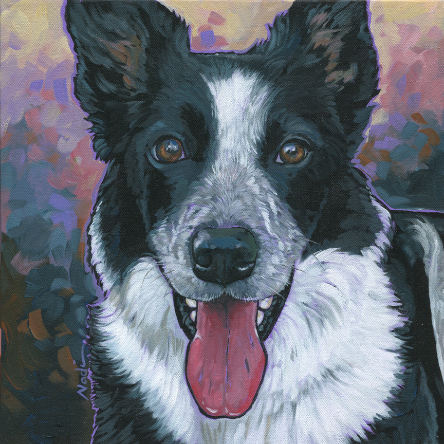 NS – Dogs, Border Collie – 16-26 Riggs 16×16 © Nadi Spencer
