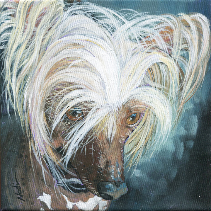 NS – Dogs, Chinese Crested – 20-150 Crested © Nadi Spencer