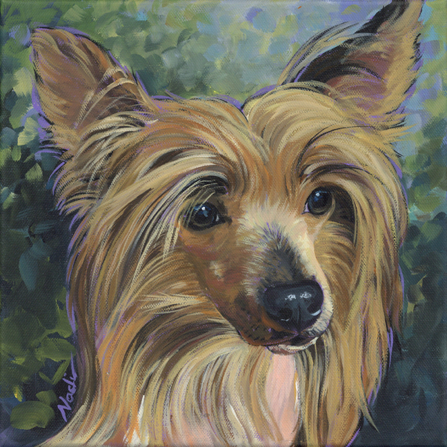 NS – Dogs, Chinese Crested, Toy – 22-159 Crested 10×10 © Nadi Spencer