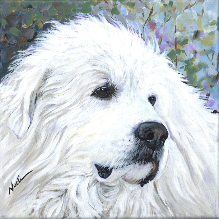 NS – Dogs, Great Pyrenees – 23-20 Pyr 10×10 © Nadi Spencer