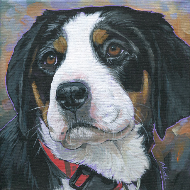 NS – Dogs, Greater Swiss Mountain Dog – 21-168 Summit 10×10 © Nadi Spencer