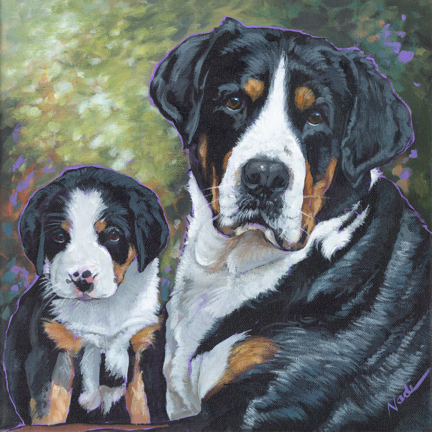 NS – Dogs, Greater Swiss Mountain Dog – 23-63 Tubmn 12×12 © Nadi Spencer