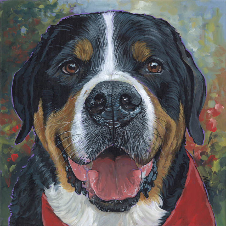 NS – Dogs, Greater Swiss Mountain Dog – 23-67 Brody 16×16 © Nadi Spencer