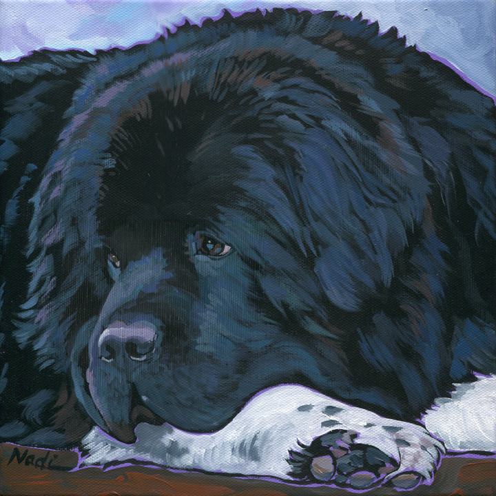 NS – Dogs, Newfoundland – 14-193 Shelbea 10×10 © Nadi Spencer