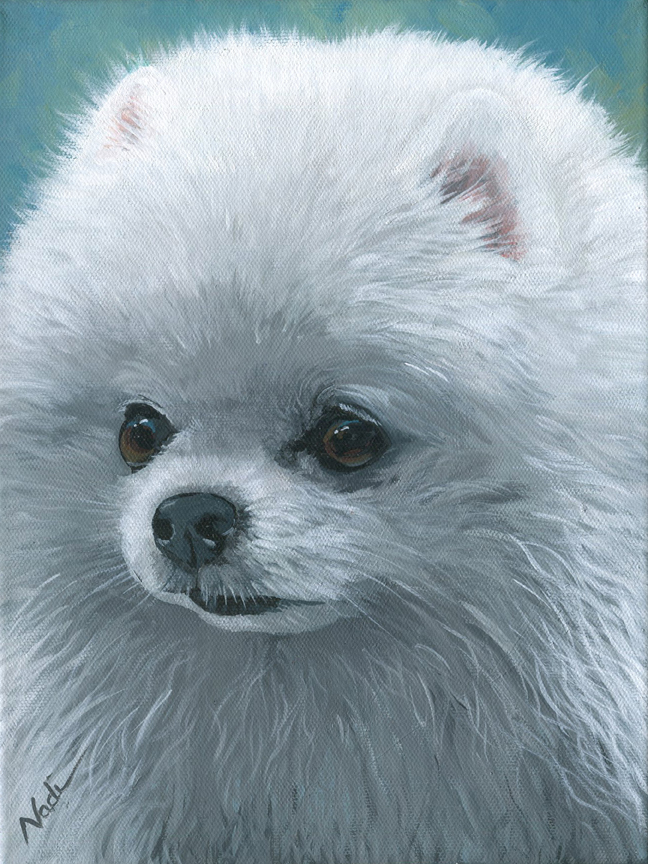 NS – Dogs, Pomeranian, Toy – 20-153 Marushka 12×9 © Nadi Spencer
