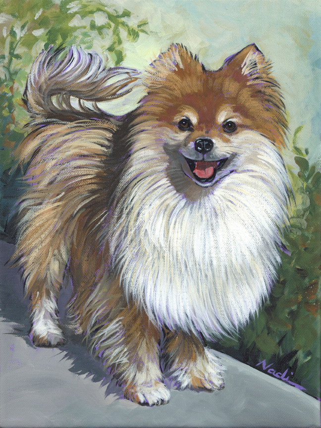NS – Dogs, Pomeranian, Toy 22-137, 12×9 © Nadi Spencer