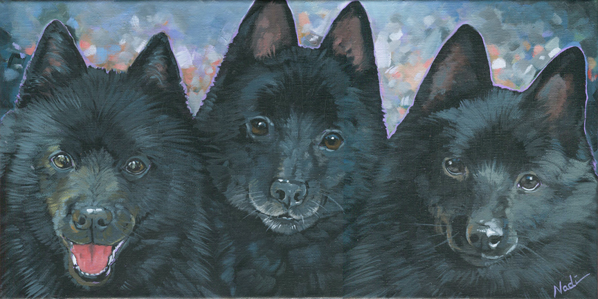 NS – Dogs, Schipperke – 21-44 3 Schipperkes 8×16 © Nadi Spencer
