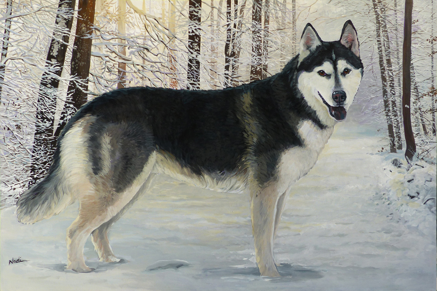 NS – Dogs, Siberian Husky – 20-174 Nymeria 24×36 © Nadi Spencer