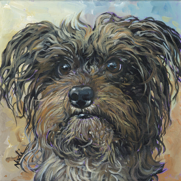NS – Dogs, Small Shaggy Breed – 23-13 Terrier 8×8 © Nadi Spencer