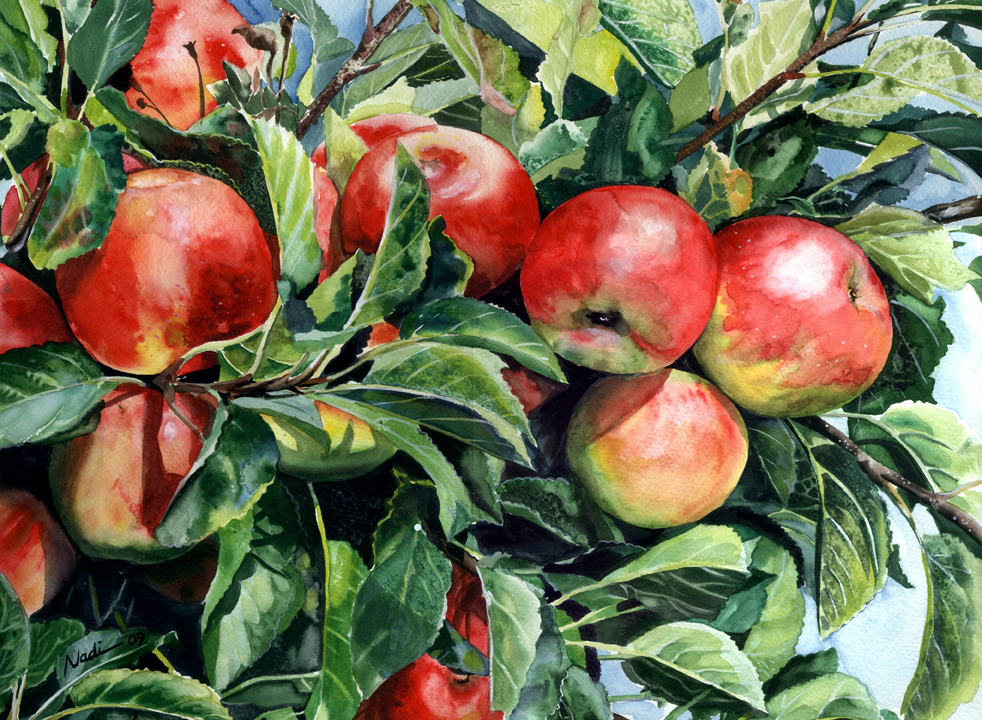 NS – Fruits and Veggies – Apples 10×14 © Nadi Spencer