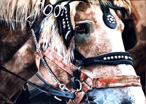 NS – Horses, Western – Belgian Head 5×7 © Nadi Spencer