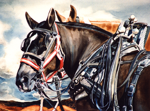 NS – Horses, Western – Mule Draft © Nadi Spencer