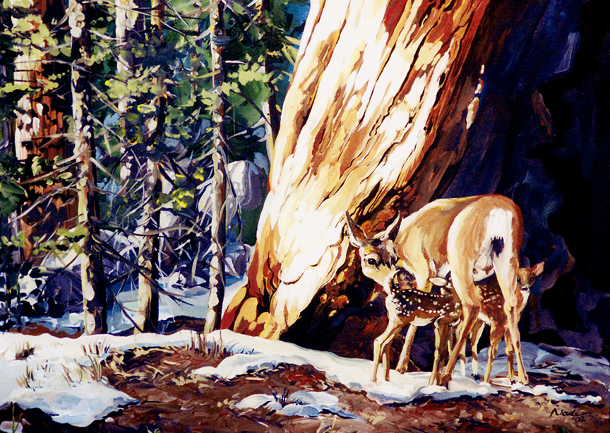 NS – Landscape, Sequoia – 09-20 Deer and Fawns 14×20 © Nadi Spencer