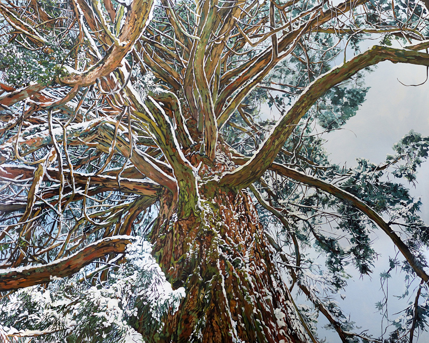 NS – Landscape, Sequoia – 19-133 Tree 24×30 © Nadi Spencer