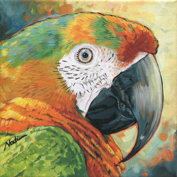 NS – Wildlife – 17-102 Macaw 8×8 © Nadi Spencer