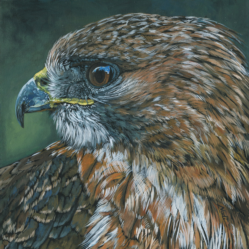 NS – Wildlife – 17-211 Red-tailed Hawk 16×16 © Nadi Spencer