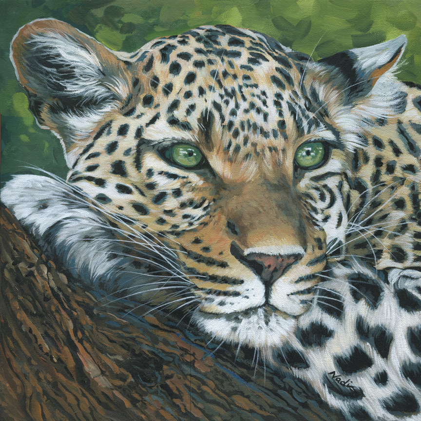 NS – Wildlife – 17-221 Leopard 16×16 © Nadi Spencer