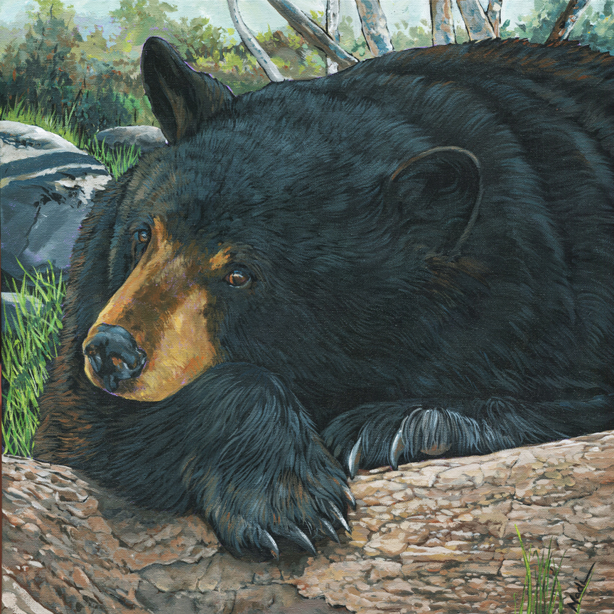 NS – Wildlife 19-173 Black Bear 20×20 © Nadi Spencer