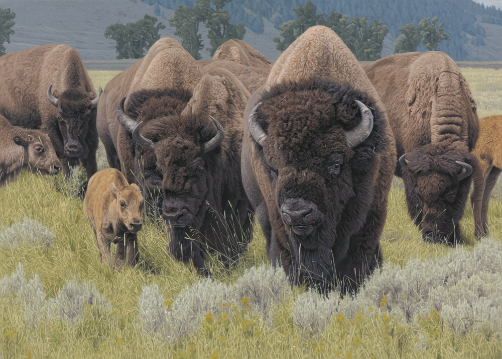 AS – 1North American – Generations – Bison © Adam Smith