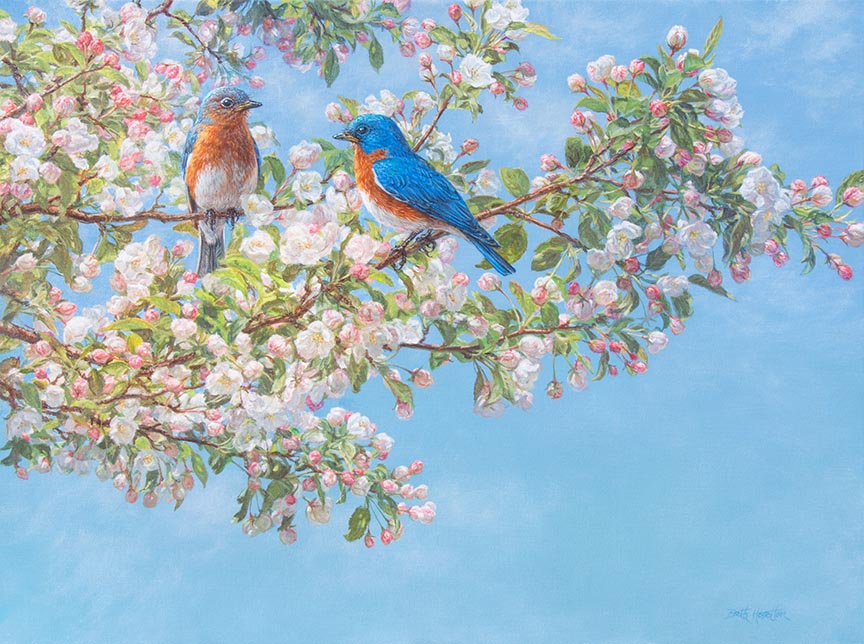 BH2 – Blossom Festival – Eastern Bluebirds © Beth Hoselton