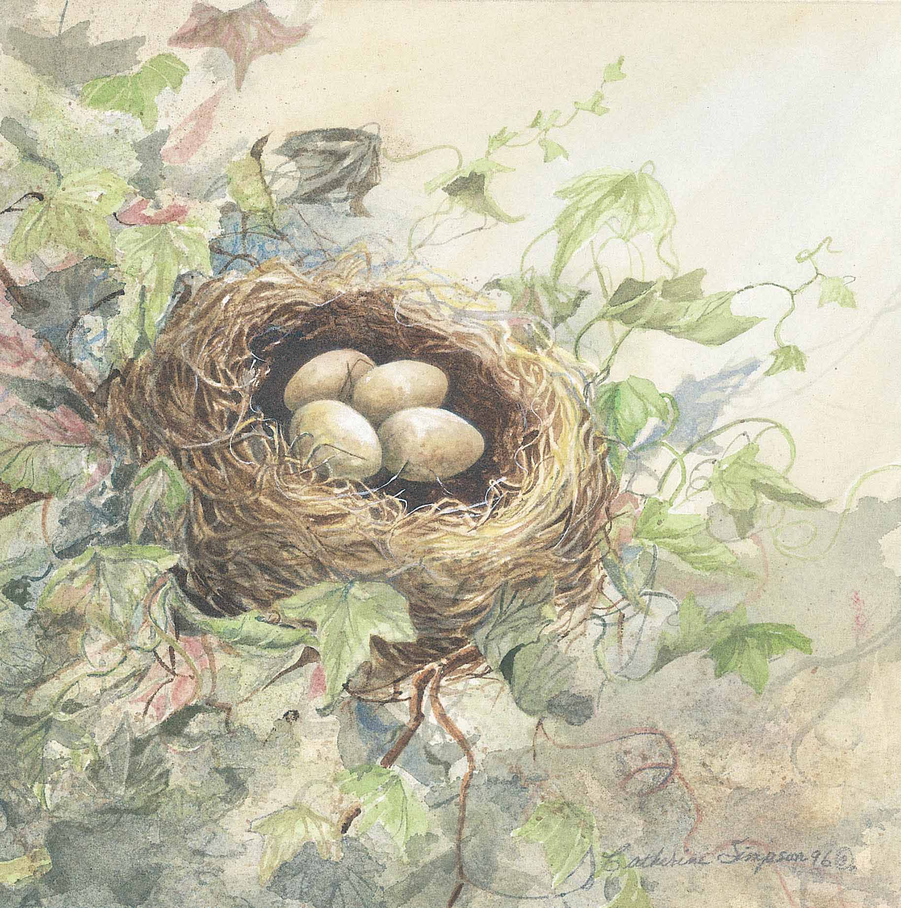 CS – Finch Nest © Catherine Simpson