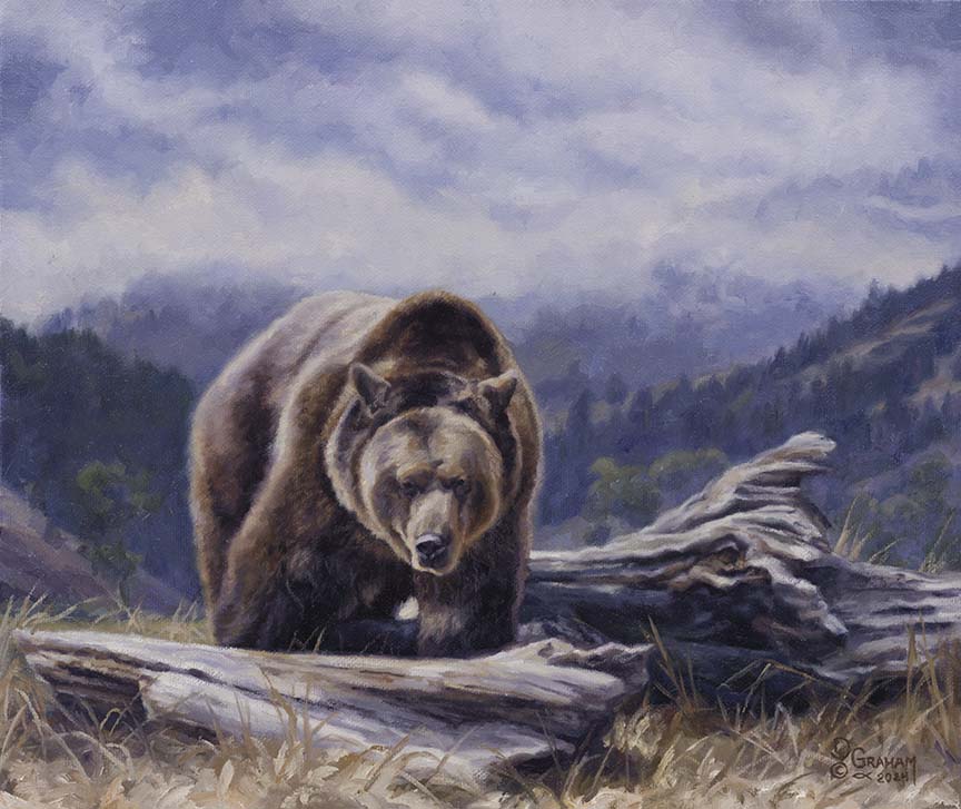 DG1 – Logging Out – Grizzly Bear © David Graham