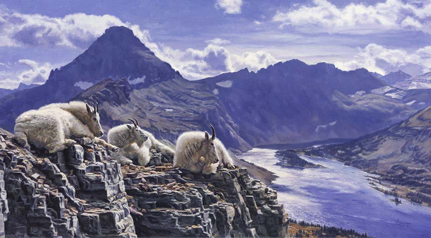 DG1 – Mountain Goat (large) © David Graham