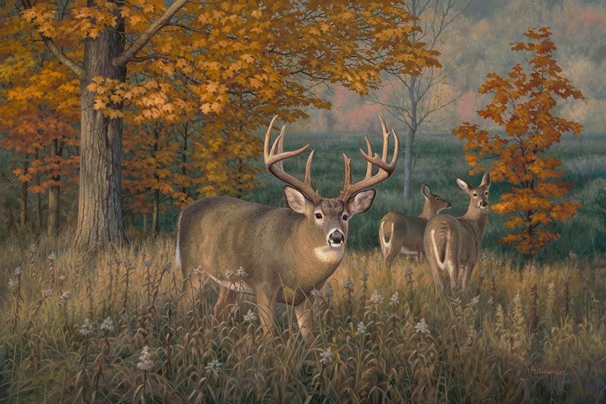 GA – Deer in the Fall © Greg Alexander