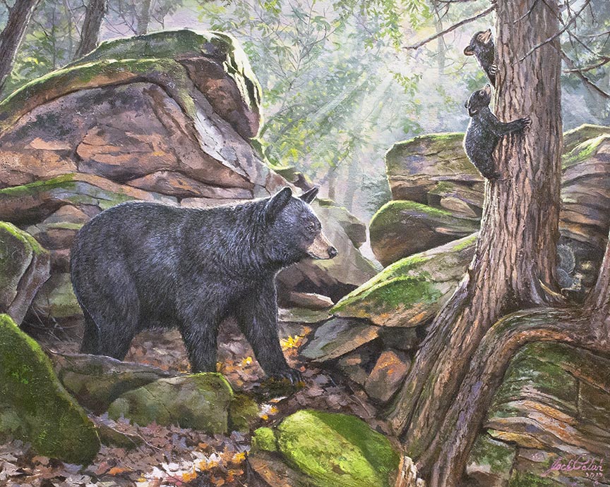 JP – 2Cook Forest Bears © Jack Paluh