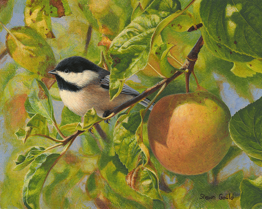 SG – Apple Tree Chickadee © Shawn Gould