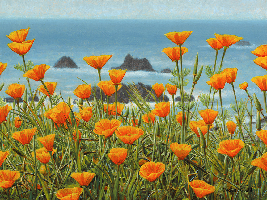 SG – California Poppies © Shawn Gould