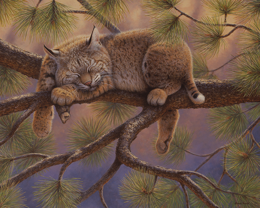 SG – Catnap © Shawn Gould