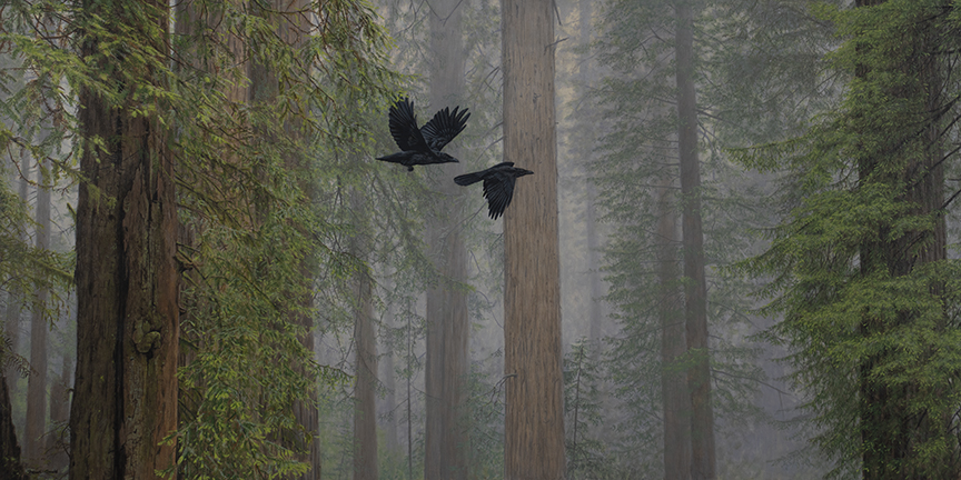 SG – Redwood Canopy © Shawn Gould