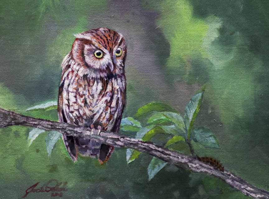 JP – 1 Screech Owl © Jack Paluh