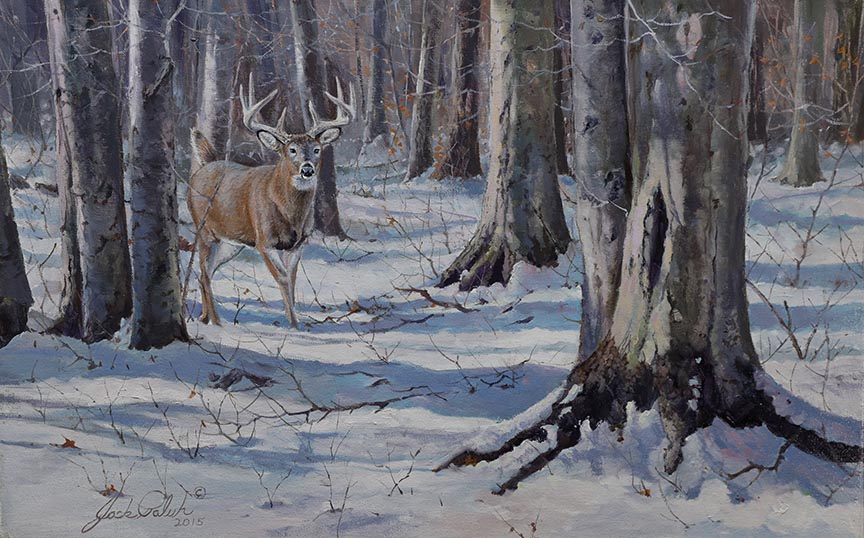 JP – 2 Beech Forest Buck © Jack Paluh