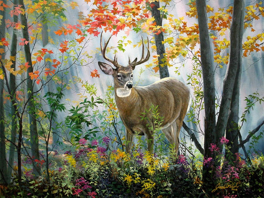 JP – 3 Golden Rod Buck © Jack Paluh