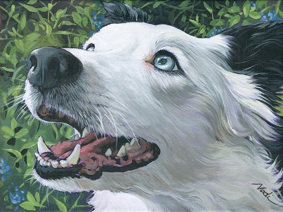 NS – Dogs, Border Collie – 21-2 Row 9×12 © Nadi Spencer