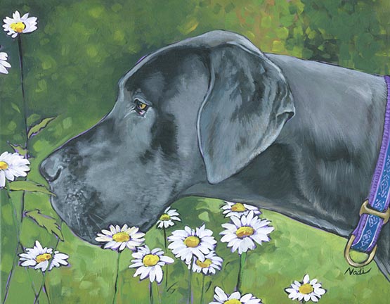 NS – Dogs, Great Dane – 21-5 Etta 12×15 © Nadi Spencer